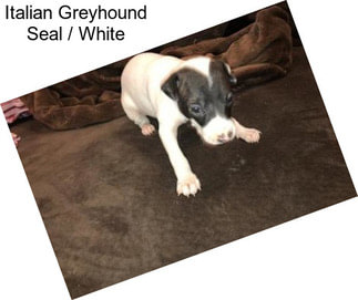 Italian Greyhound Seal / White
