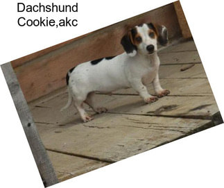 Dachshund Cookie,akc