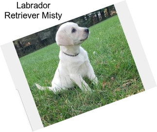 Labrador Retriever Misty