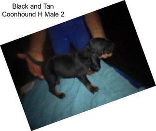 Black and Tan Coonhound H Male 2