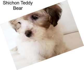 Shichon Teddy Bear