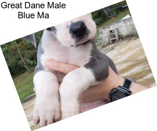 Great Dane Male Blue Ma