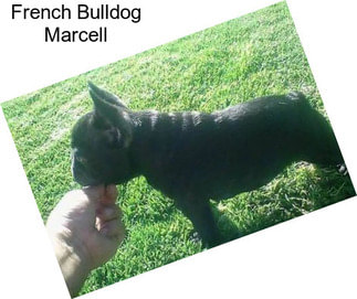 French Bulldog Marcell