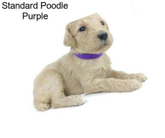 Standard Poodle Purple