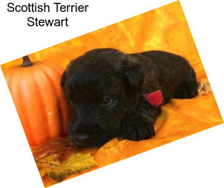 Scottish Terrier Stewart