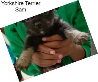 Yorkshire Terrier Sam