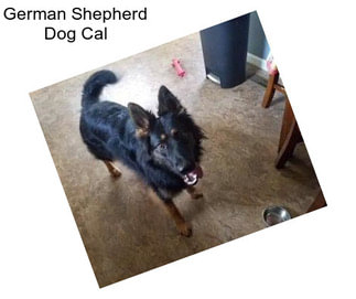 German Shepherd Dog Cal