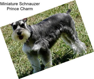 Miniature Schnauzer Prince Charm