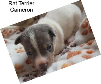 Rat Terrier Cameron