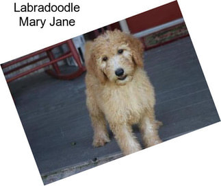 Labradoodle Mary Jane