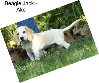 Beagle Jack - Akc
