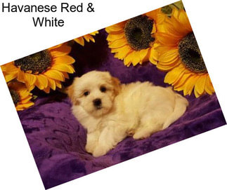 Havanese Red & White