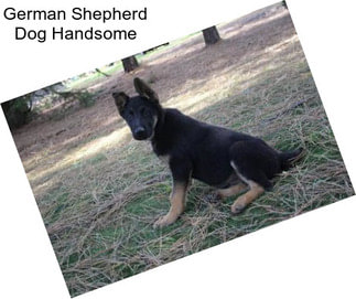German Shepherd Dog Handsome