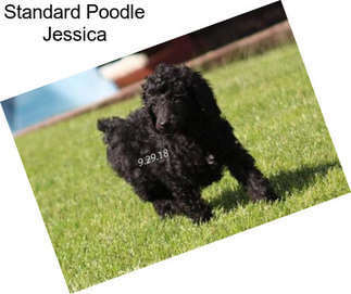 Standard Poodle Jessica