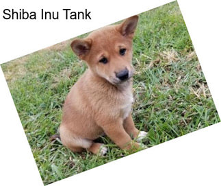 Shiba Inu Tank