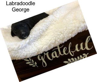 Labradoodle George