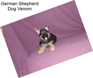 German Shepherd Dog Venom