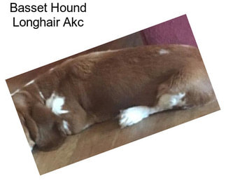 Basset Hound Longhair Akc