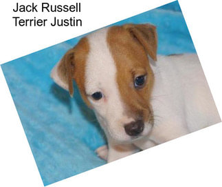 Jack Russell Terrier Justin