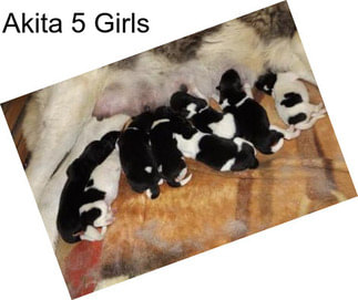 Akita 5 Girls