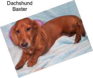 Dachshund Baxter