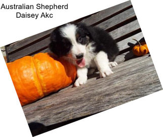 Australian Shepherd Daisey Akc
