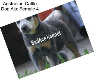 Australian Cattle Dog Akc Female 4