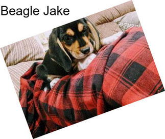 Beagle Jake