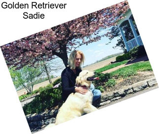 Golden Retriever Sadie