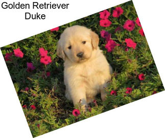 Golden Retriever Duke