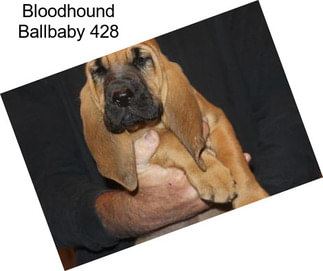 Bloodhound Ballbaby 428