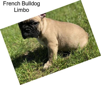 French Bulldog Limbo