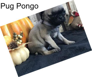 Pug Pongo