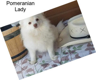Pomeranian Lady