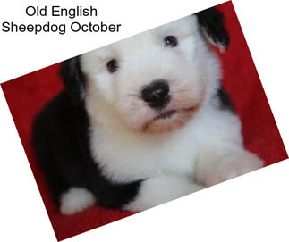 Old English Sheepdog October