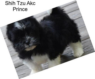 Shih Tzu Akc Prince