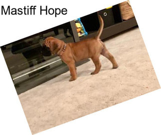 Mastiff Hope