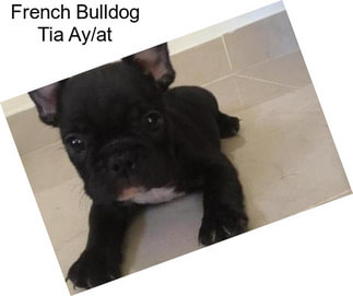 French Bulldog Tia Ay/at