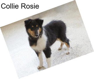 Collie Rosie