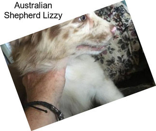 Australian Shepherd Lizzy