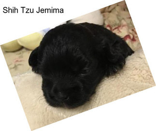 Shih Tzu Jemima