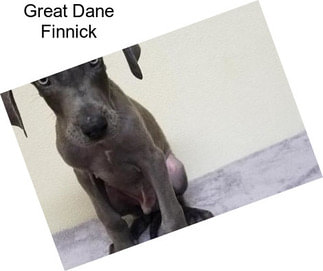 Great Dane Finnick