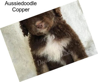 Aussiedoodle Copper