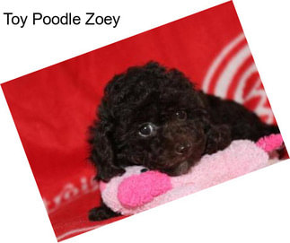 Toy Poodle Zoey