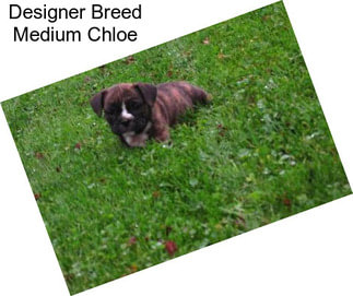 Designer Breed Medium Chloe