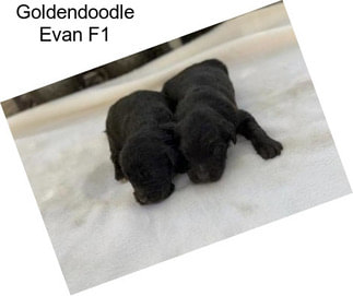 Goldendoodle Evan F1