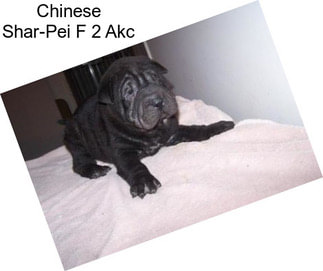 Chinese Shar-Pei F 2 Akc