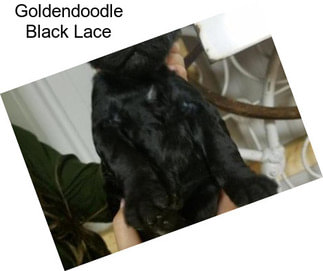 Goldendoodle Black Lace