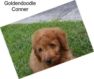 Goldendoodle Conner