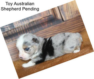 Toy Australian Shepherd Pending